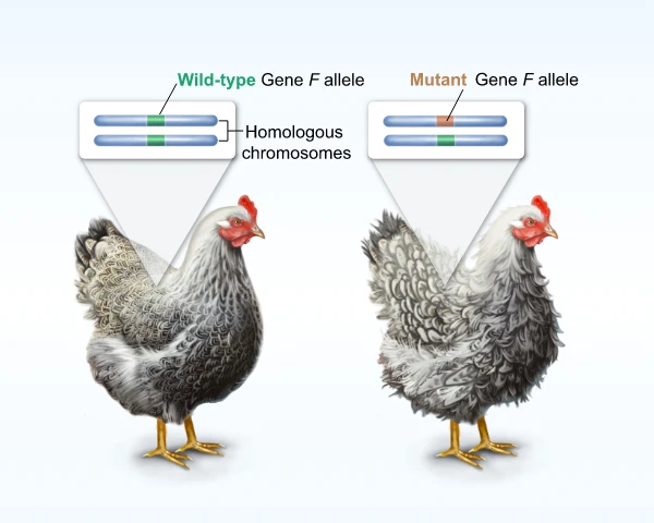 Illustration of 2 chickens explaining incomplete dominance of mutation causing feather curling in chickens from UWorld AP Biology explanations