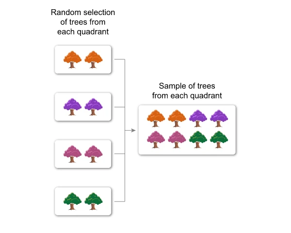Image of a stratified random sample in a study.