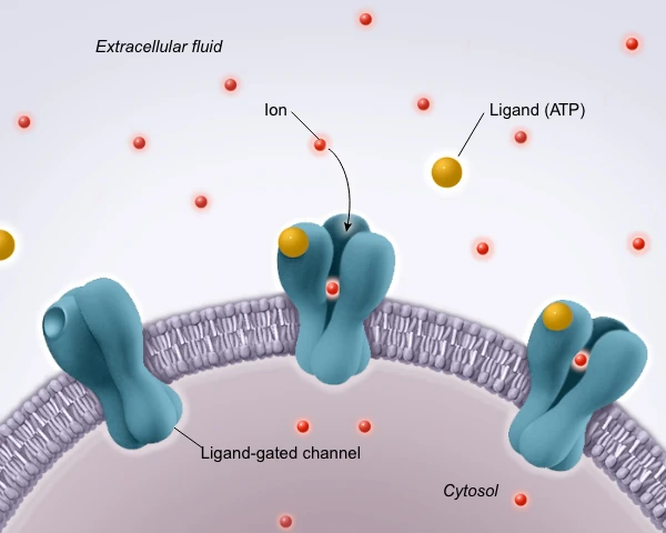 Illustration of extracellular ATP from UWorld's AP course