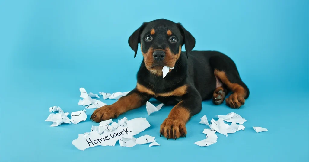 A black and brown puppy looks guilty against a blue background surrounded by a torn apart homework assignment.