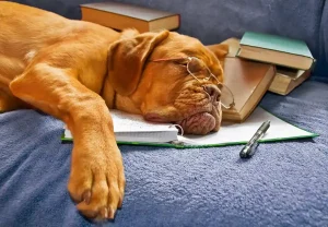 A large brown dog wearing glasses falls asleep on his pile of books and homework.