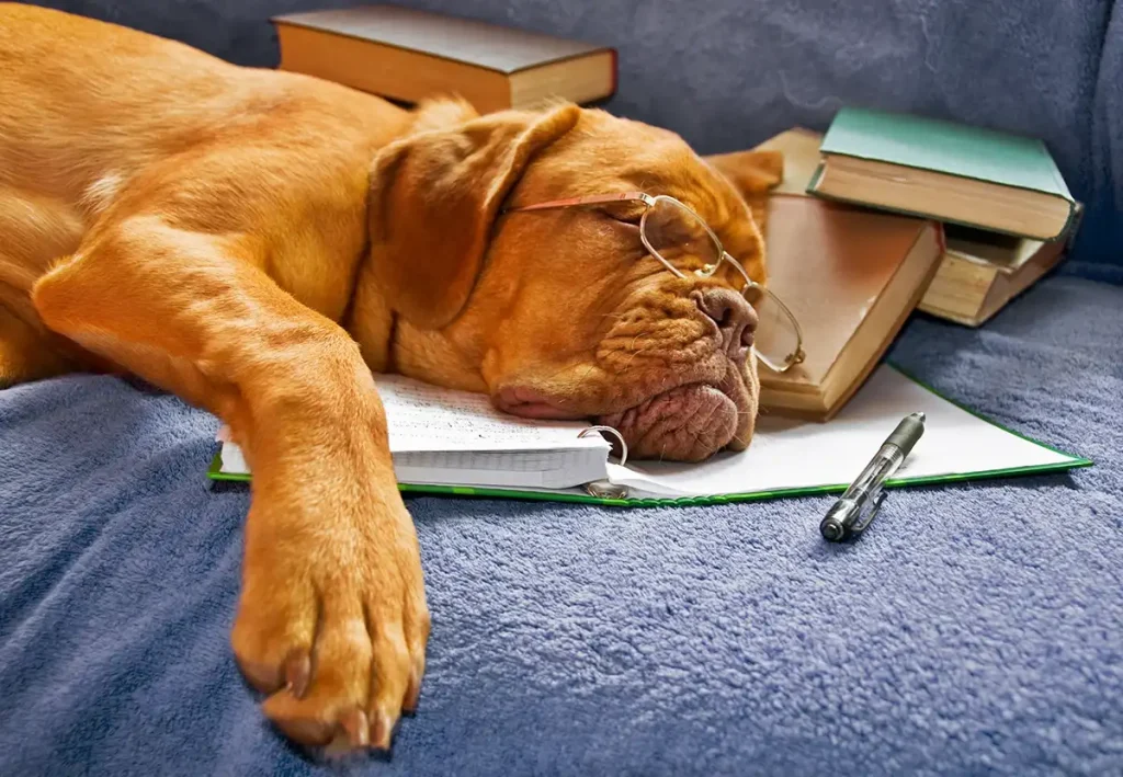 A large brown dog wearing glasses falls asleep on his pile of books and homework.