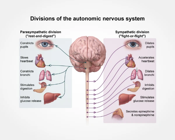 Image shows the brain and the two divisions of the nervous system, which are the parasympathetic division and the sympathetic division.