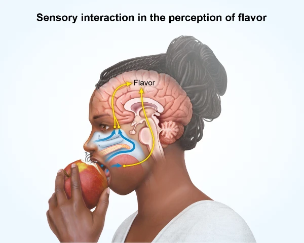 Image of a woman eating an apple and perceiving the flavor in her brain.