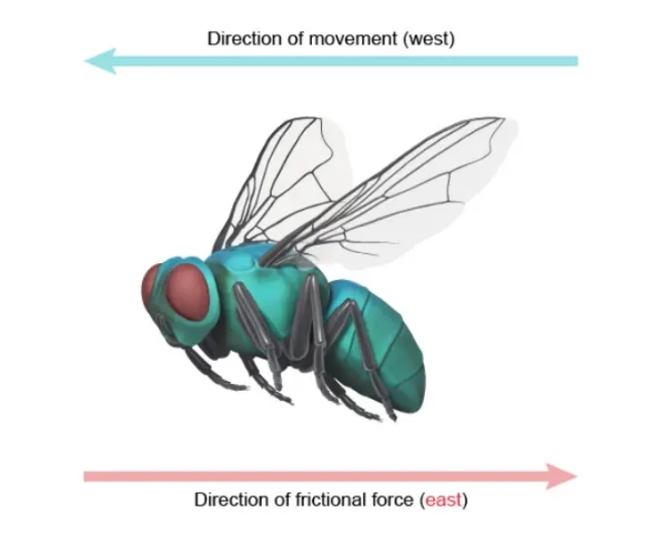 An image of fly wings during flight