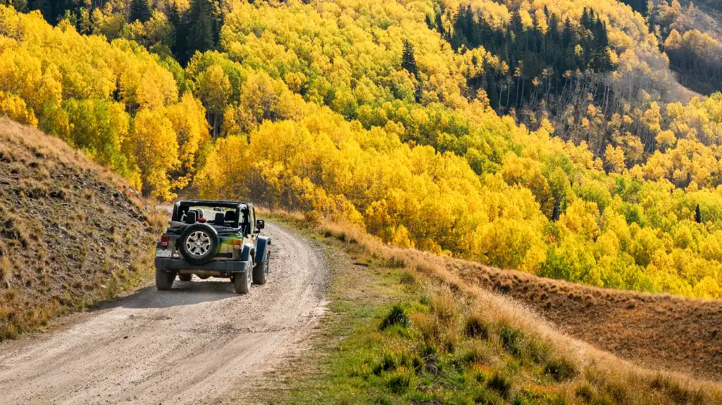A car drives along a road surrounded by trees.